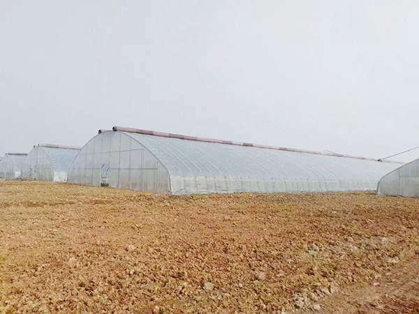 建造智能連棟溫室需要明確的方向